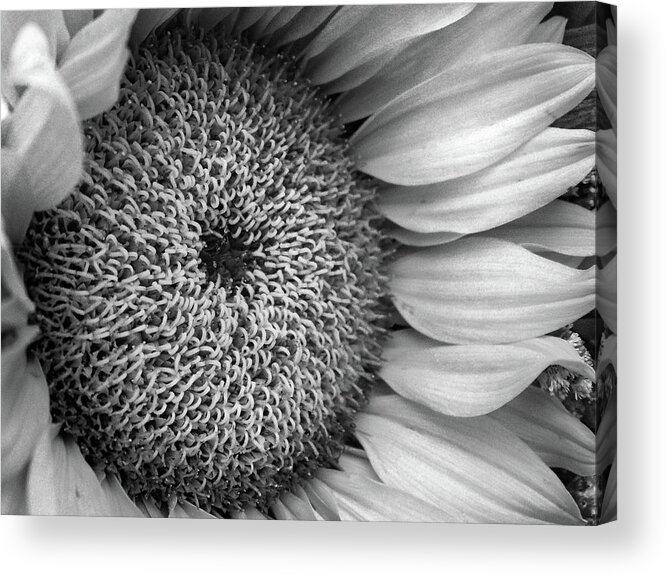 Sunflower Acrylic Print featuring the photograph Cropped Sunflower B W by David T Wilkinson