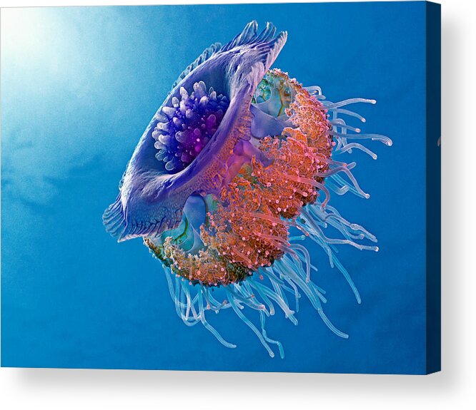 Jelly Acrylic Print featuring the photograph Crown Jellyfish by Henry Jager