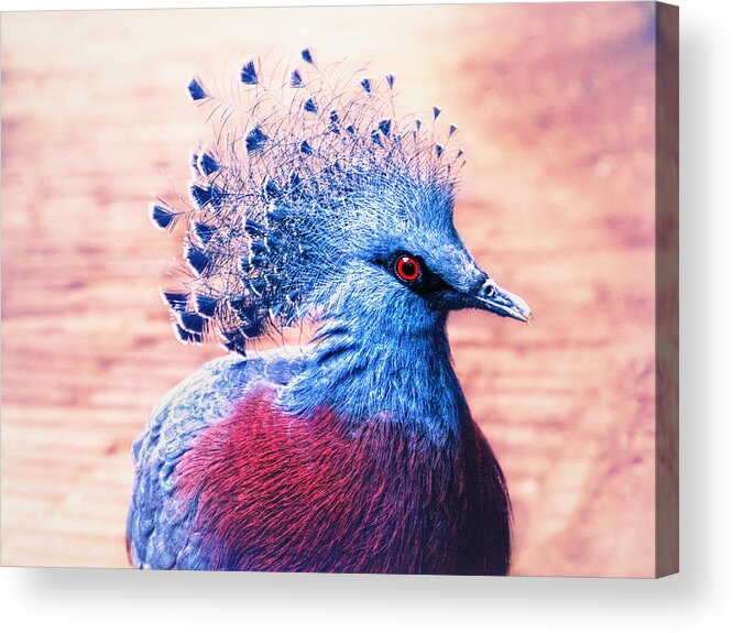 Bird Acrylic Print featuring the photograph Crowned pigeon by Jaroslav Buna