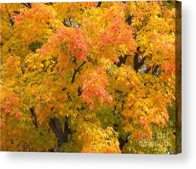 Autumn Acrylic Print featuring the photograph Crowning Glory by Ann Horn