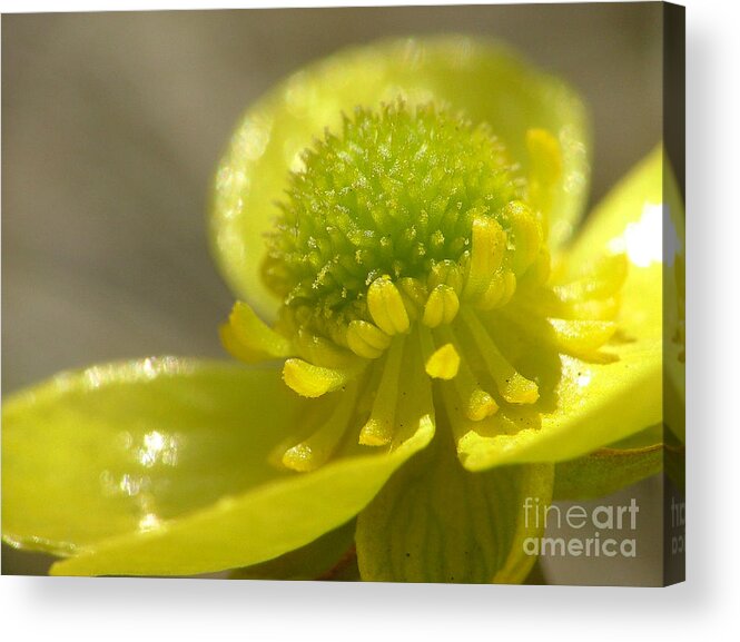 Mountain Buttercup Acrylic Print featuring the photograph Cup o' Sunshine by Katie LaSalle-Lowery