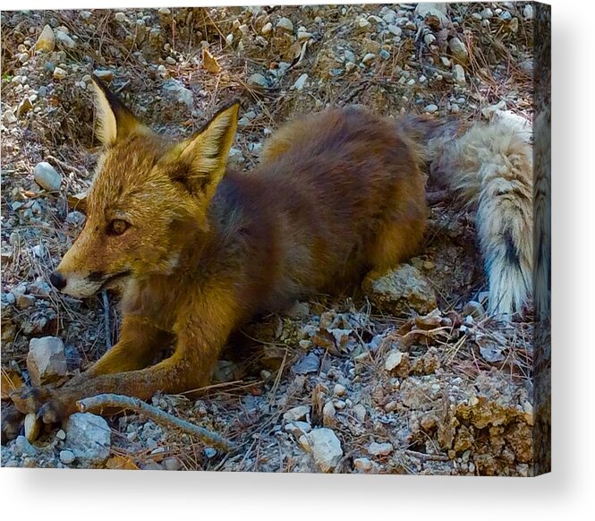 Colette Acrylic Print featuring the photograph Cute Fox Friend by Colette V Hera Guggenheim