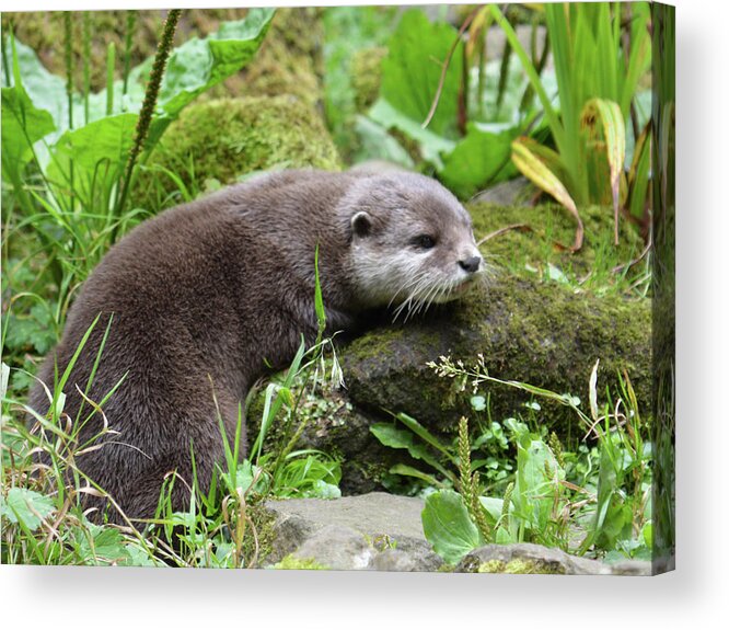 Otters Acrylic Print featuring the photograph Cute otter by Sharon Lisa Clarke