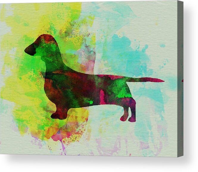 Dachshund Acrylic Print featuring the painting Dachshund Watercolor by Naxart Studio