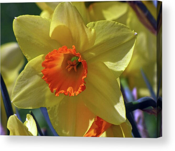 Floral Acrylic Print featuring the mixed media Daffodil Brilliance by Lynda Lehmann