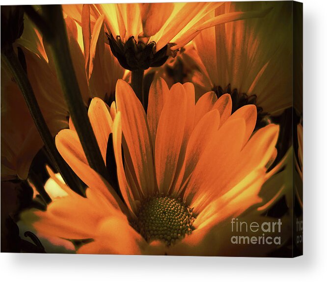 Wall Art Acrylic Print featuring the photograph Daisies All Around by Kelly Holm