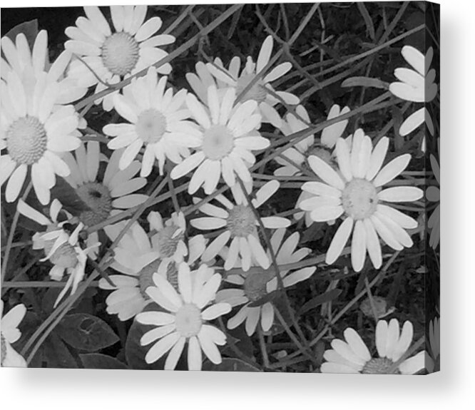Flowers Acrylic Print featuring the photograph Daisies Black and White by Christine Lathrop