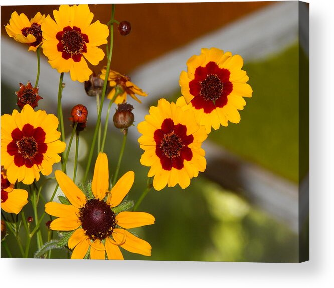 Flower Flora Still-life Gardening Arrangements Yellow Brownish- Red Stain Glass Window Background Daisy Buds Bloom Green Leaves Orange And Green Stained Glass Nature Floral Photography By Jan Gelders Floral Decor Interior Design Accent Acrylic Print featuring the photograph Daisy Delights by Jan Gelders