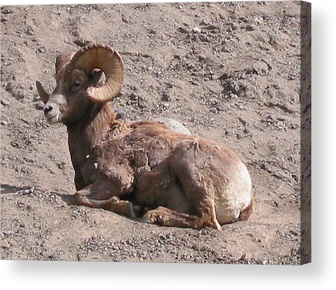 Dall Ram Acrylic Print featuring the photograph Dall Ram by Diane Ellingham
