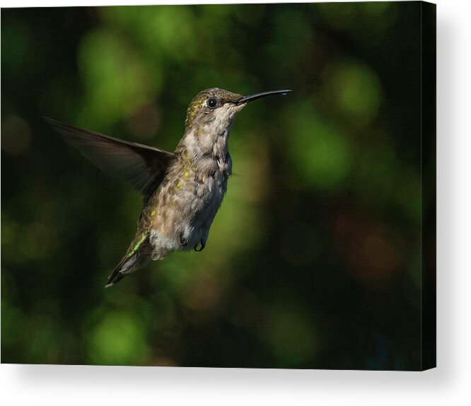 Hummingbird Acrylic Print featuring the photograph Dancing on air by Kenneth Cole