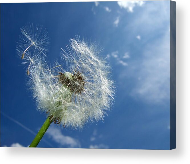 Dandelion Acrylic Print featuring the photograph Dandelion and blue sky by Matthias Hauser