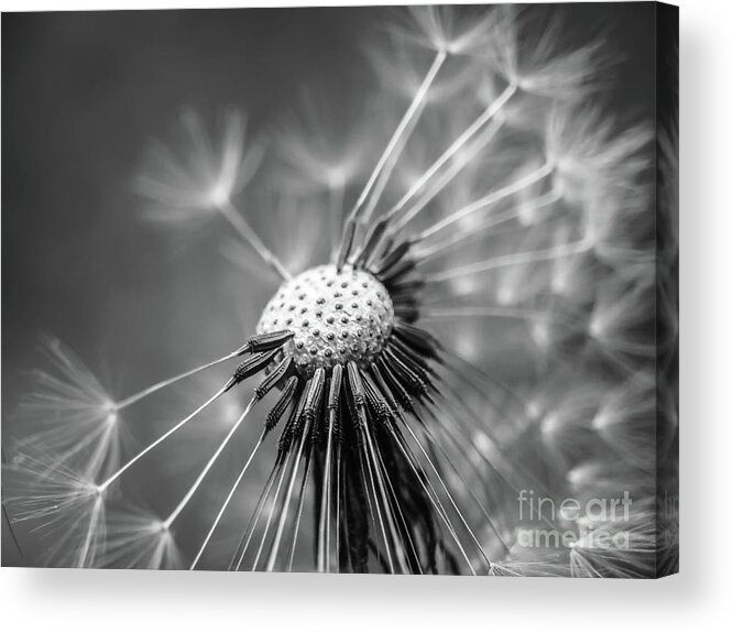 Home Decor Acrylic Print featuring the digital art Dandelion in Black and White by Elijah Knight