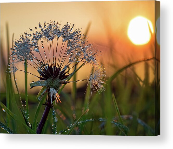 Dandelion Acrylic Print featuring the photograph Dandelion Sunset 2 by Brad Boland