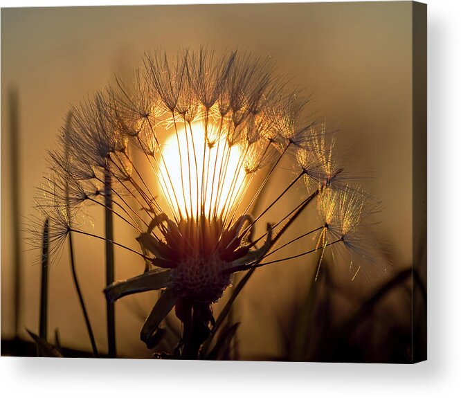 Sunset Acrylic Print featuring the photograph Dandelion Sunset by Brad Boland