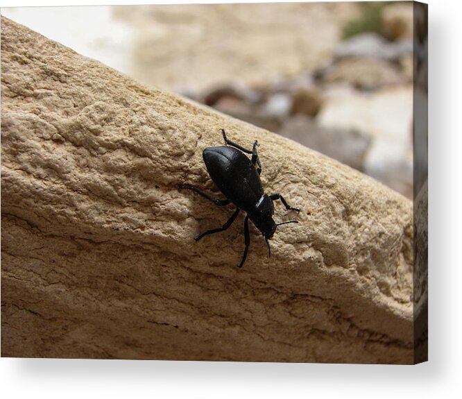 Beetle Acrylic Print featuring the photograph Darkling Beetle by Carl Moore