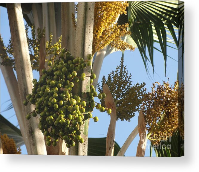 Palm Trees Acrylic Print featuring the photograph Date Palm by Mafalda Cento