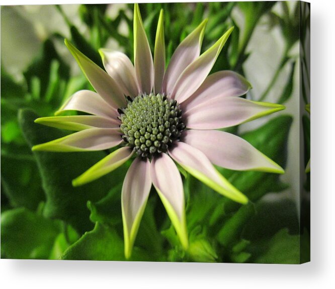  Handsome Acrylic Print featuring the photograph Delicate Dreamer by Rosita Larsson