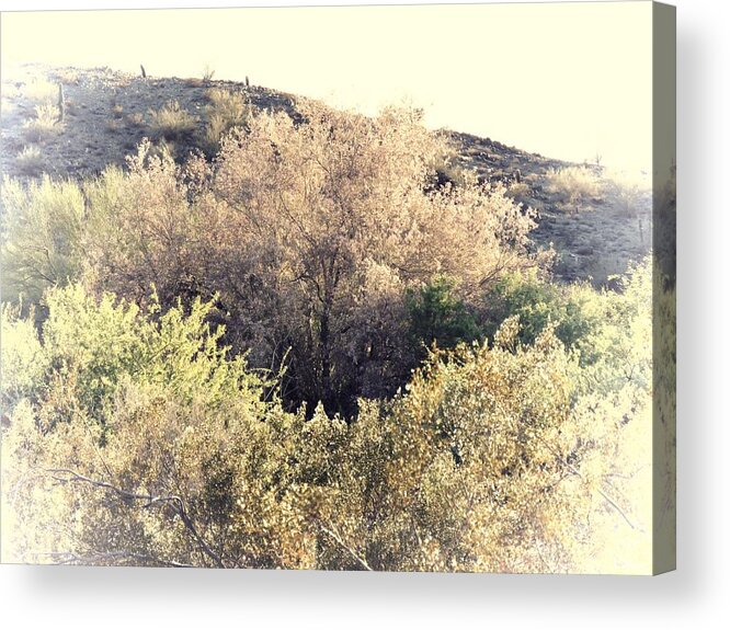 Afternoon Light Acrylic Print featuring the photograph Desert Ironwood Afternoon by Judy Kennedy
