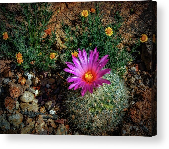 Flowers Acrylic Print featuring the photograph Desert Splash by Elaine Malott