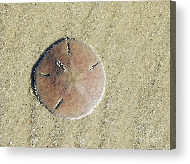 Beach Acrylic Print featuring the photograph Design In The Sand by Jan Gelders