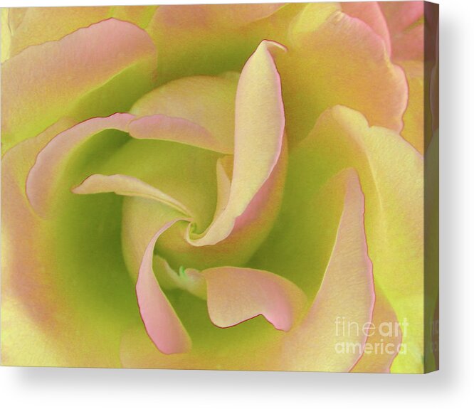 Flowers-roses Acrylic Print featuring the photograph Designer Rose by Scott Cameron
