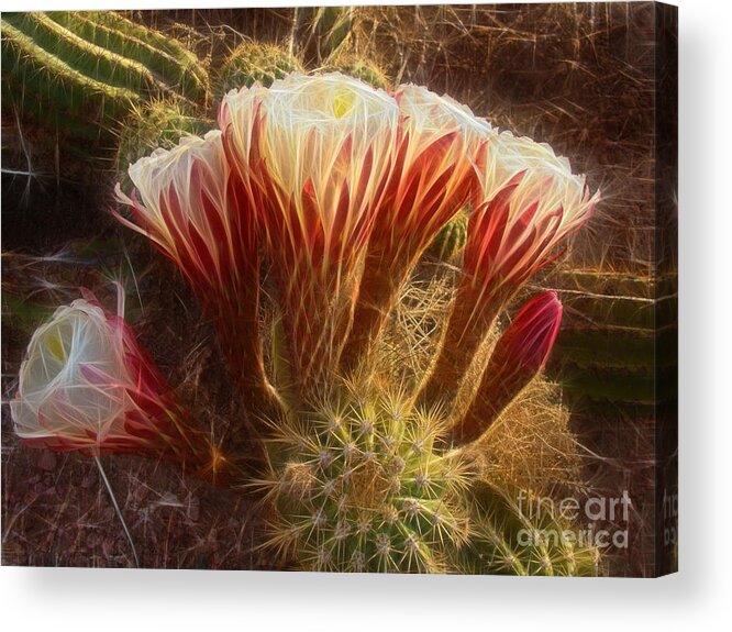 Cactus Acrylic Print featuring the photograph Diamonds in The Desert by Beverly Guilliams
