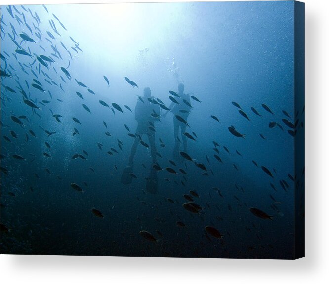Underwater Acrylic Print featuring the photograph Diving with Fishes by Matt Swinden