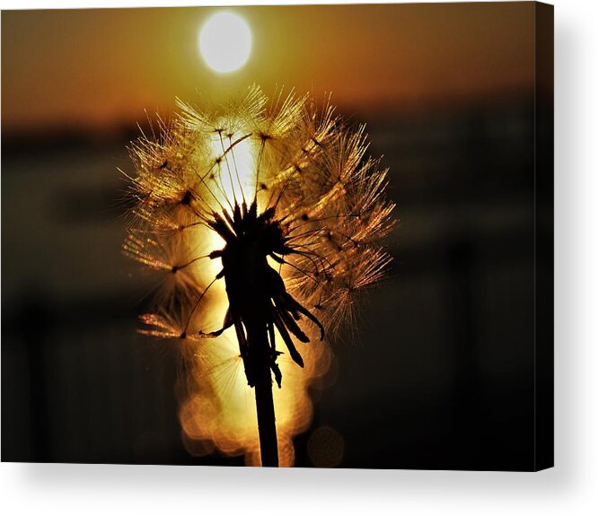Sunset Acrylic Print featuring the photograph Dandelion Sunset by Jerry Connally
