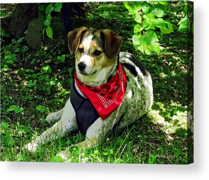 Dog Acrylic Print featuring the photograph Dog in Red Scarf by Susan Savad