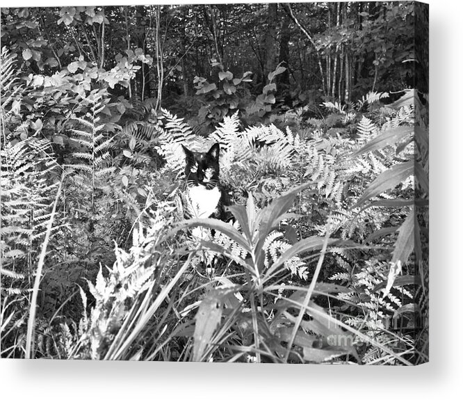 Cat Acrylic Print featuring the photograph Domestic in the Wild by Jennifer Arsenault