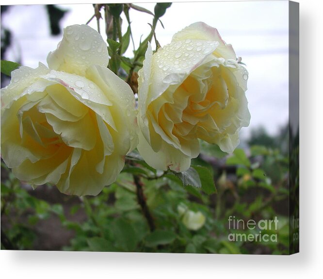 Dew Acrylic Print featuring the photograph Double Rainy Rose by Ian Michaud