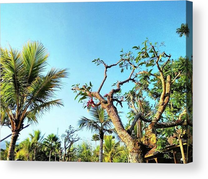 Panorama Acrylic Print featuring the photograph Tree and Blue Sky by Kelly Santana