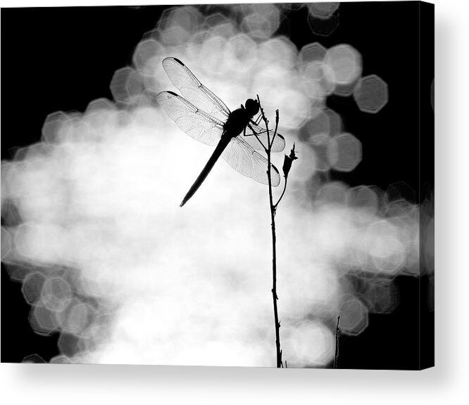 Dragonfly Acrylic Print featuring the photograph Dragonfly Lit by Rachel Morrison