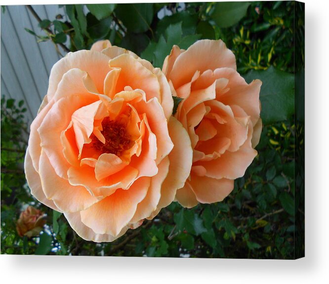 Photograph Acrylic Print featuring the photograph Dreamsicle Roses by Cynthia Westbrook