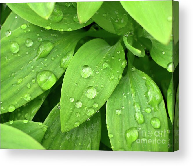 Allergy Acrylic Print featuring the photograph Drops On Leaves by Carlos Caetano
