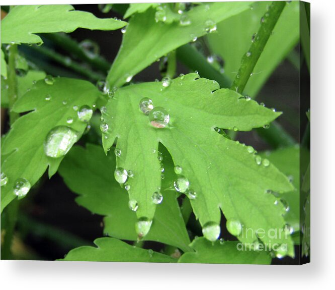 Poppy Acrylic Print featuring the photograph Drops on Poppy Leaves by Kim Tran