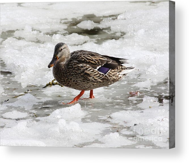 Duck Acrylic Print featuring the photograph Duck Walking on Thin Ice by Carol Groenen