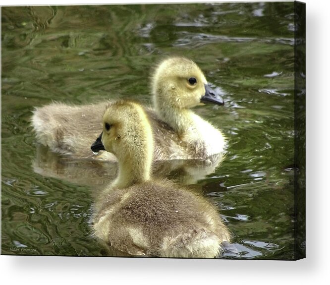 Fowl Acrylic Print featuring the photograph Ducklings by Mikki Cucuzzo