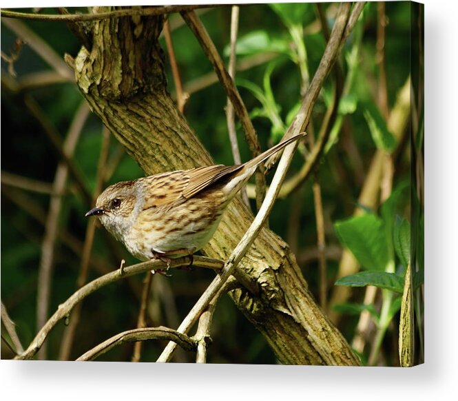 Dunnock Acrylic Print featuring the photograph Dunnock in a Hedgerow by Jeff Townsend