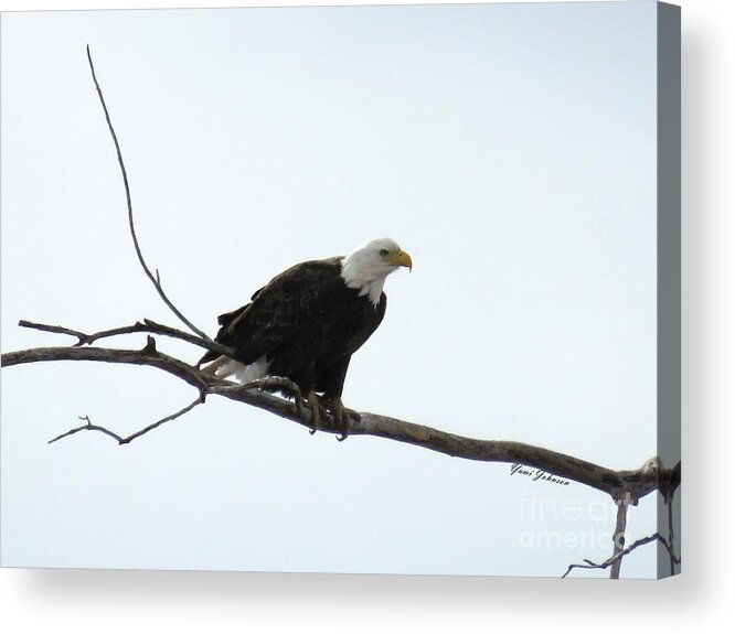 Eagle Acrylic Print featuring the photograph Eagle on the Tree Branch by Yumi Johnson