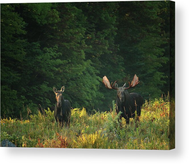 Moose Acrylic Print featuring the photograph Early Morning Bull Moose With Cow by Duane Cross