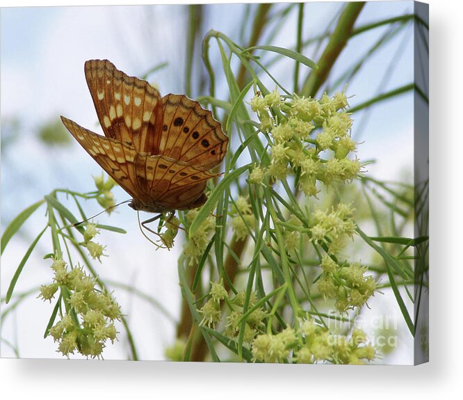 Butterflies Acrylic Print featuring the photograph Earth Wings by Joy Tudor