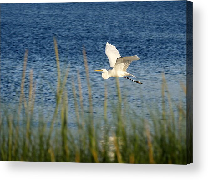 Richard Reeve Acrylic Print featuring the photograph Egret in Flight by Richard Reeve