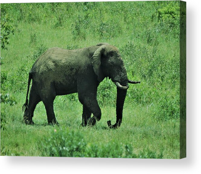 Elephant Acrylic Print featuring the photograph Elephant Walks by Vijay Sharon Govender