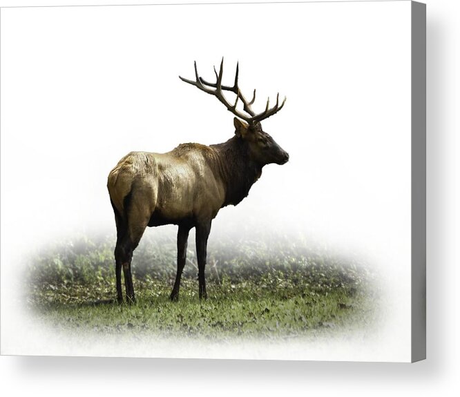 Elk Acrylic Print featuring the photograph Elk III by Debra and Dave Vanderlaan
