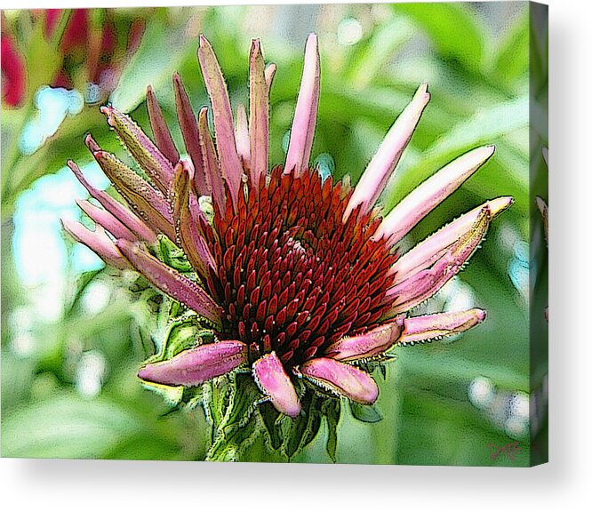 Cone Flower Acrylic Print featuring the photograph Emerging Cone Flower by Dee Flouton