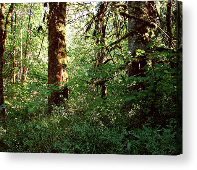 Forest Acrylic Print featuring the photograph Enchanted Forest by Blair Wainman