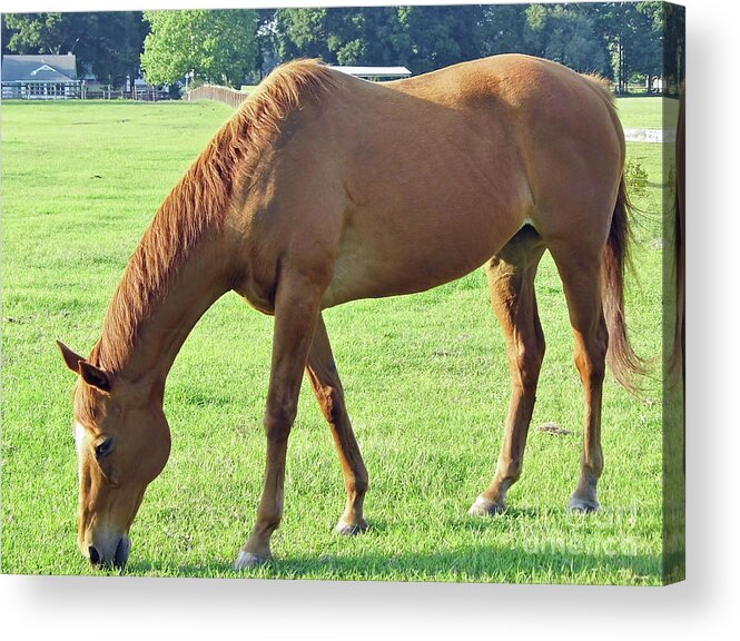 Horse Acrylic Print featuring the photograph Enjoying The Grass by D Hackett
