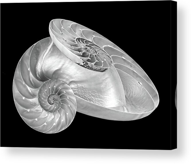 Black And White Sea Shell Acrylic Print featuring the photograph Entwined Nautilus in Black and White by Gill Billington