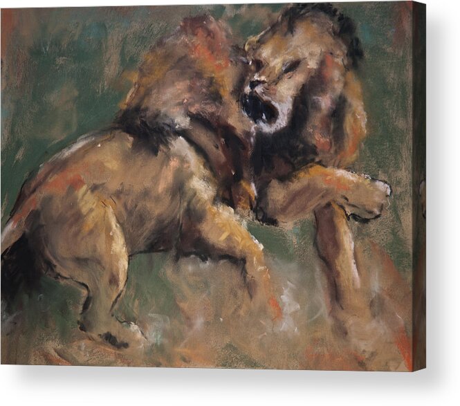 Lions Acrylic Print featuring the pastel 'Establishing Position' by Jim Fronapfel